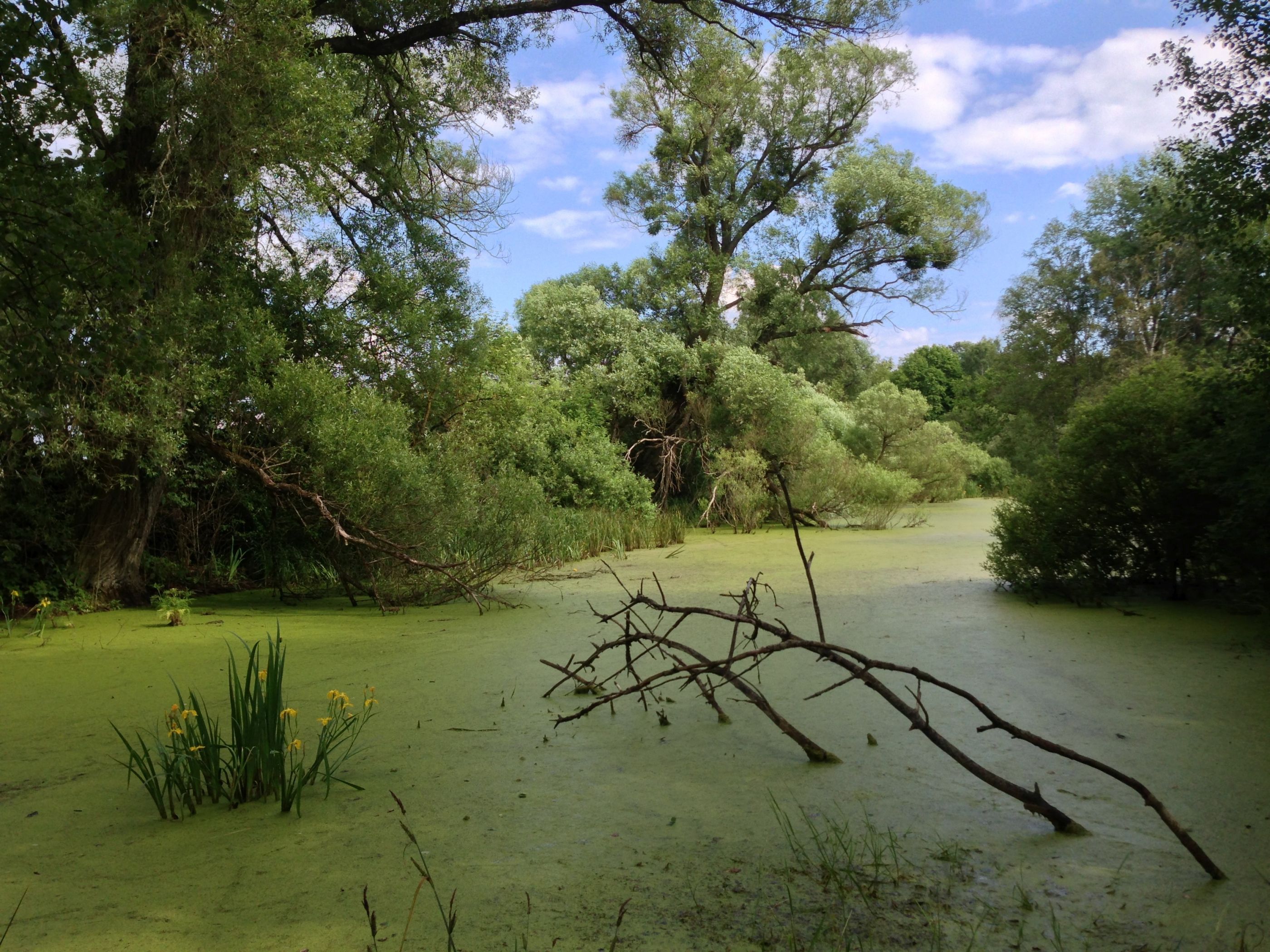 Karo König macht Rahmen